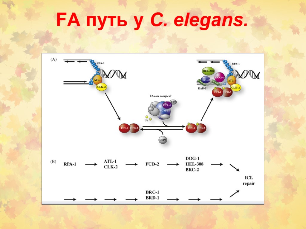 FA путь у C. elegans.